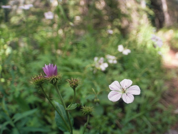 Baker Gulch Trail